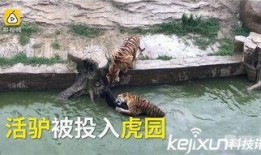 大驴爆料胜仔视频大全集,胜仔视频大全集精彩瞬间回顾